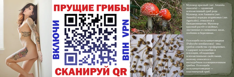 цены наркотик  Томилино  Псилоцибиновые грибы Cubensis 